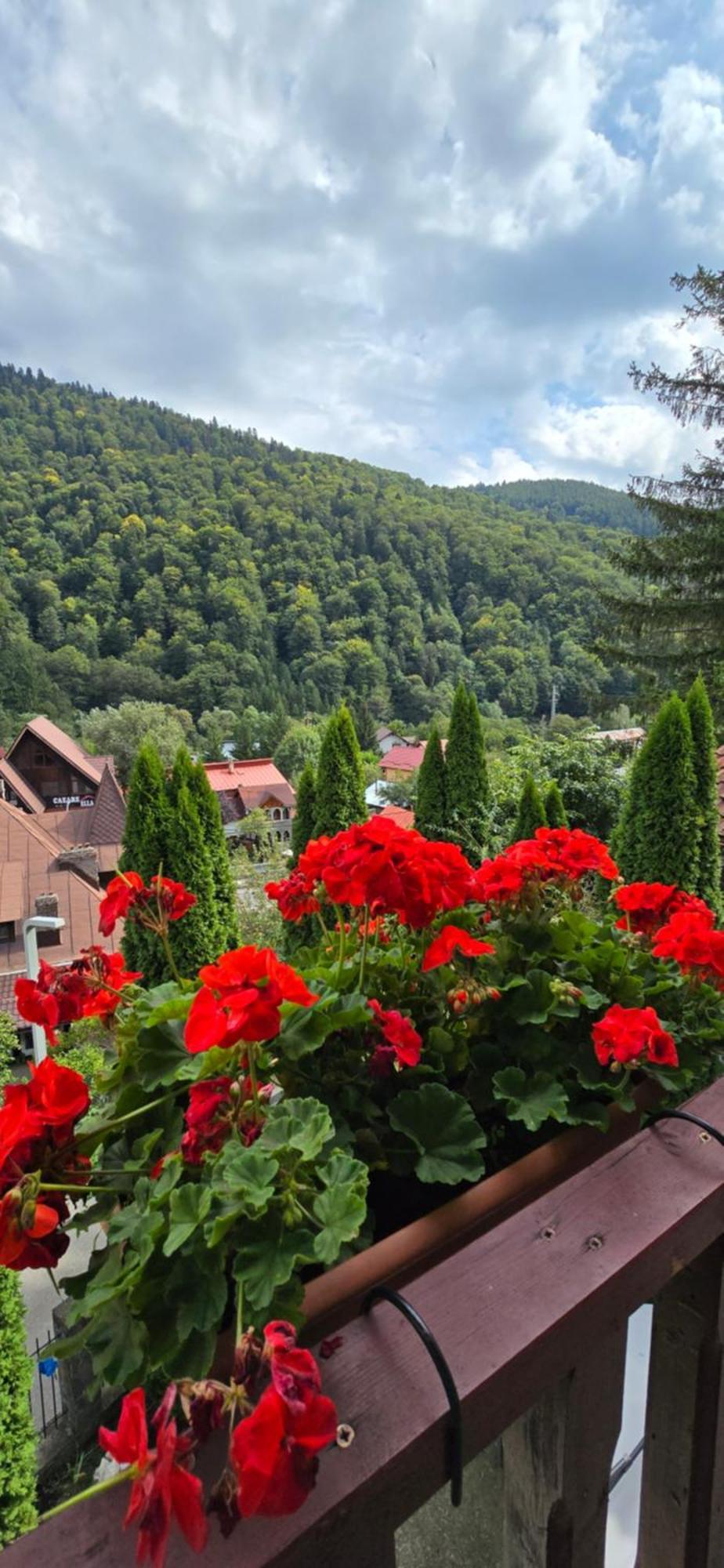 Sinaia Alex Apartments Екстер'єр фото